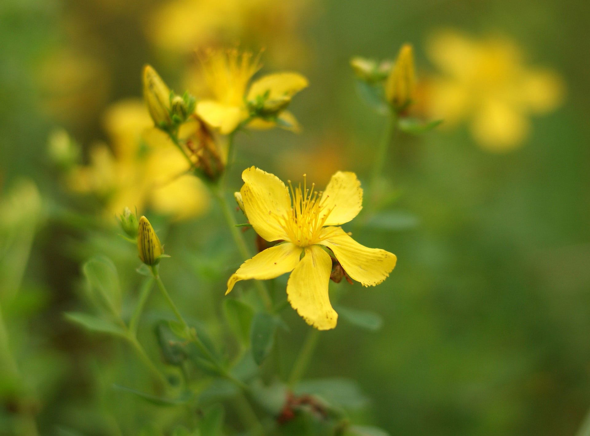 John s wort. Лекарственные растения Луга зверобой. Зверобой Джудит. Зверобой ЗВЕРЭ. Ромашка липа зверобой.